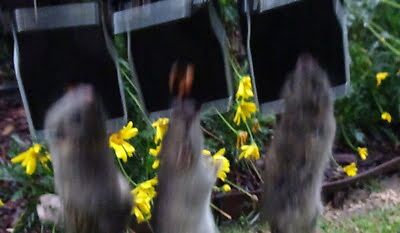mouse trapping