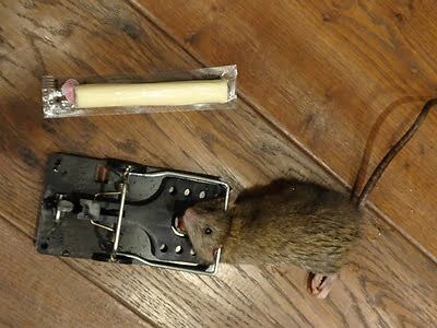 rodent trapping